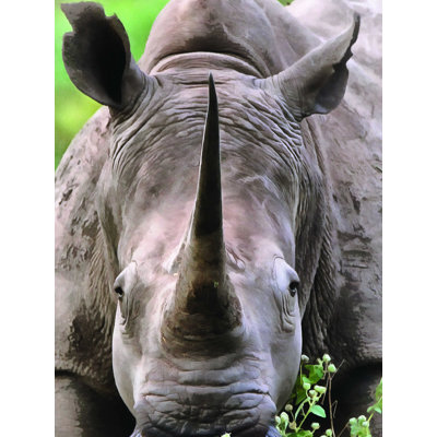 Rhino de près