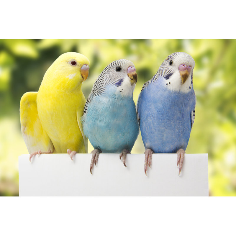Two Birds - Wrapped Canvas Print, 30cm H x 46cm W