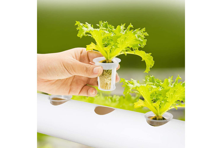 Hand holding lettuce seedling above a PVC hydroponic garden.