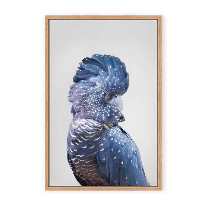 Nature Inspired Black Cockatoo by  - Picture Frame Photograph on Paper, 24" H x 16" W x 1.125" D, Framed Matted Print, Black