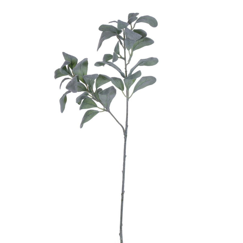 27 plantes
