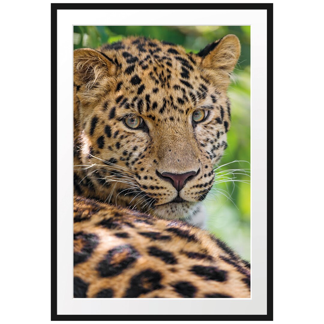 Aufmerksamer Leopard im Schatten Gerahmter fotografischer Kunstdruck