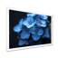 Nirvana bleu, bleu, hortensia, art mural-337178048-337178066