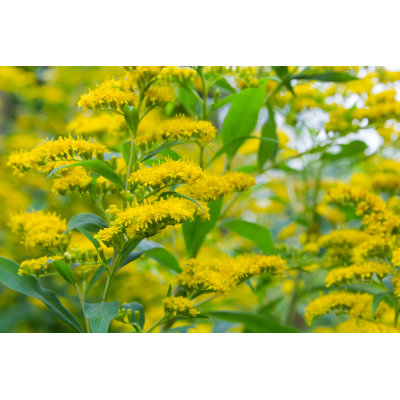Solidago Goldenrot by AnnekeDeBlok - Wrapped Canvas Print