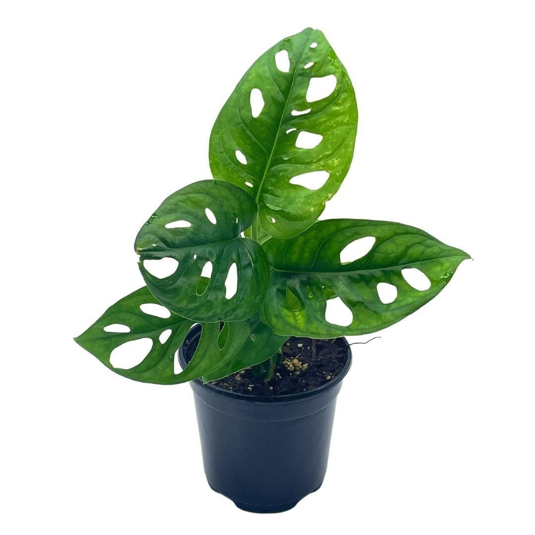 Swiss Cheese Plant For Sale (Monstera) Small & Large Options