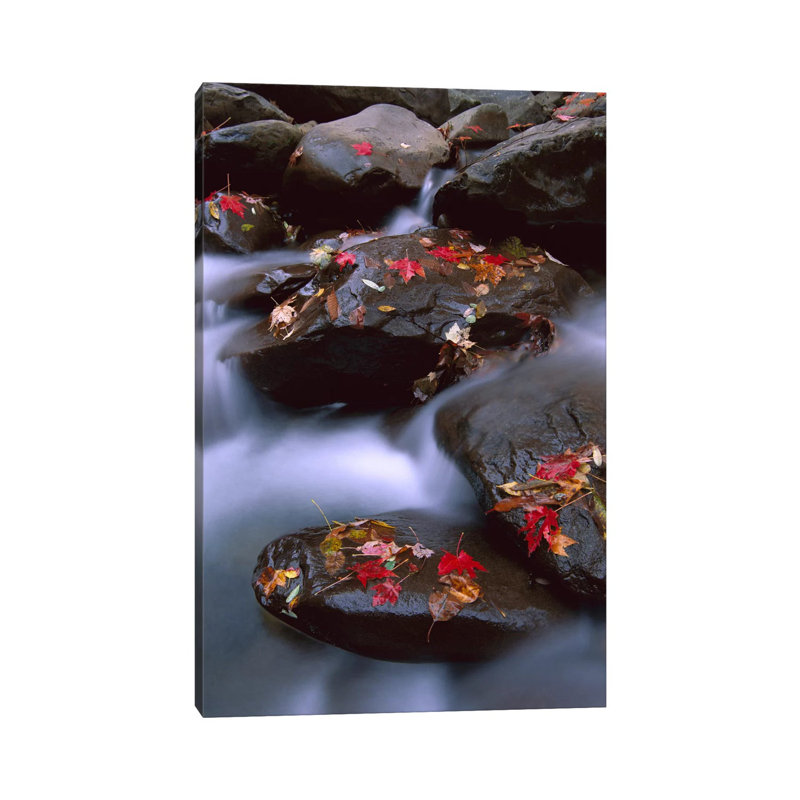 Little Pigeon River, Cascading Among Rocks And Colorful Fall Maple Leaves, Great Smoky Mountains National Park, Tennessee III by Tim Fitzharris - Wrapped Canvas Print