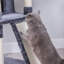 habitation pour chat 66 "McCurry-185038777