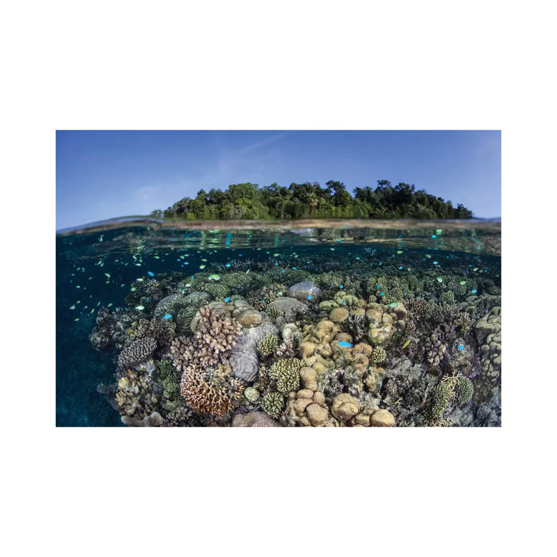 A Diverse Coral Reef Grows In Shallow Water In The Solomon Islands II by Ethan Daniels - Wrapped Canvas Print