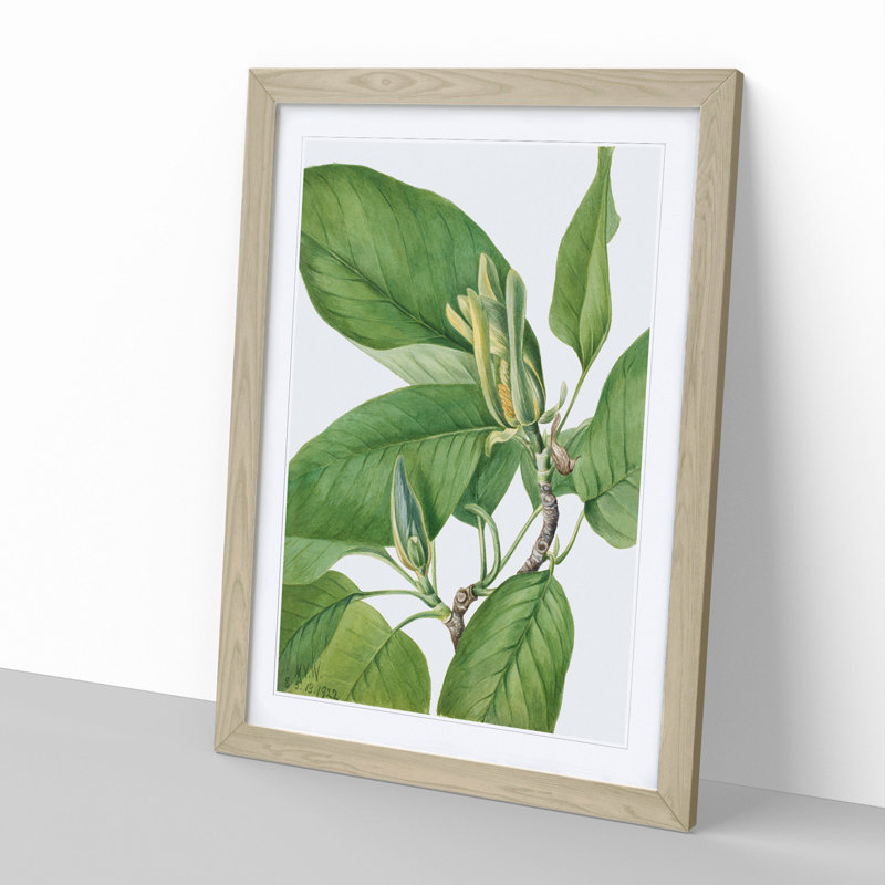 Cucumbertree by Mary Vaux Walcott - Picture Frame Graphic Art, Oak Framed, 65cm H x 48cm W x 2cm D