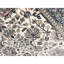 One-of-a-Kind 6'3" X 9'3" Area Rug