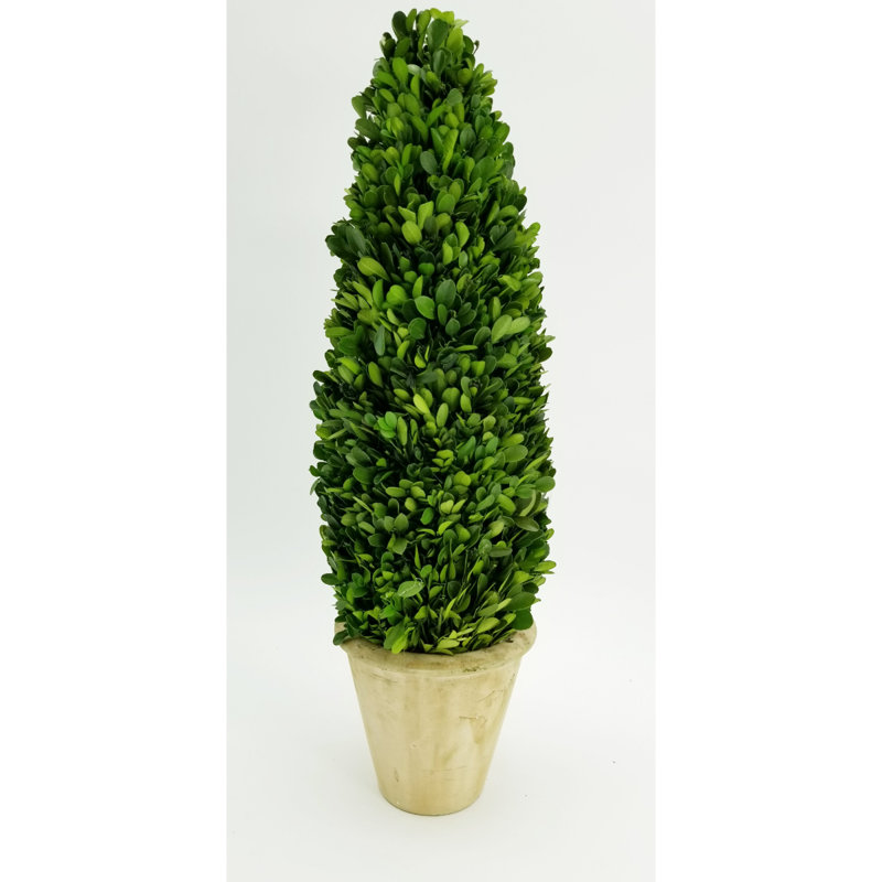 Topiaire buis préservé en pot, H 24 po x l 6,5 po x P 6,5 po