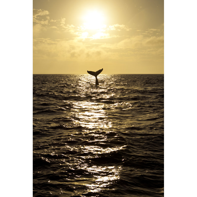 Humpback Whale by Clumpner - Wrapped Canvas Print, 30cm H x 20cm W