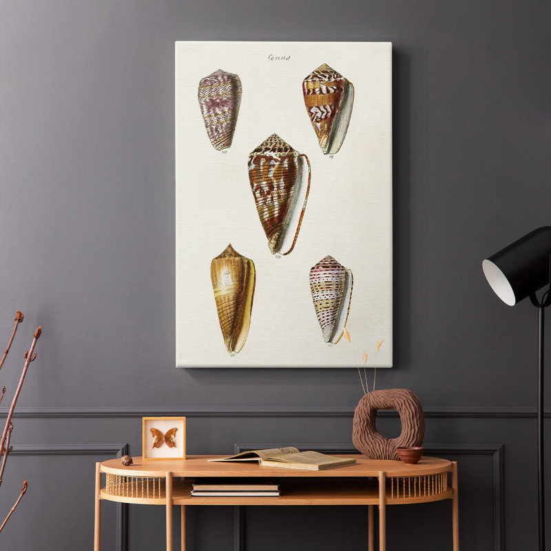 Collection Cone Shell VI - Cavas enveloppés de galerie, H 18 po x l 12 po