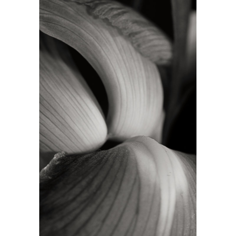 Iris Abstract II by Laura Marshall - Photograph Print, Black Floater Framed, 46cm H x 30cm W