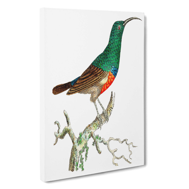 Red-Bellied Creeper Bird by George Shaw - Wrapped Canvas, 60cm H x 40cm W x 3cm D