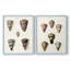 Cone Shell Collection III - reproduction encadrée de qualité supérieure - prête à être accrochée - aucun clou requis - aucun clou requis-108020367-108020372