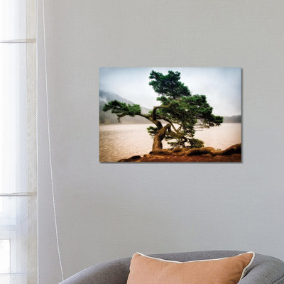 Orcas Island Pine by MScottPhotography - Wrapped Canvas Print