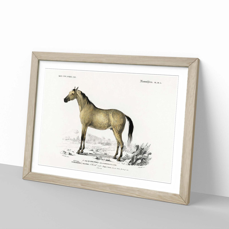 Horse Illustration PL.10a by Charles d'Orbigny - Picture Frame Painting Print, 27cm H x 36cm W x 2cm D, Oak Framed