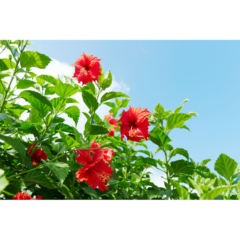 «Landscape of Hibiscus» par Kokoroyuki - photographie sur toile tendue, H 32 po x l 48 po