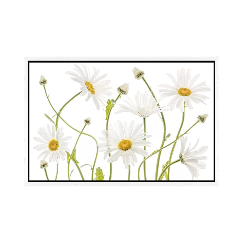 Ox Eye Daisies by Mandy Disher - Print on Canvas, 45.72cm H x 66.04cm W x 3.81cm D, White Framed