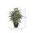 Artificial Variegated Ficus Extra Full Series-739555419