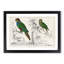 Parrots by Oliver Goldsmith - Framed Print-55578369-55578372