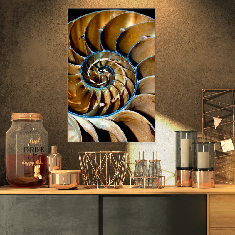 " Brown Large Nautilus Shell ", 32" H x 16" W x 1" D