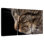 Sleeping Tabby Cat
