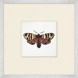 Miniature Butterfly Collection 1 Print