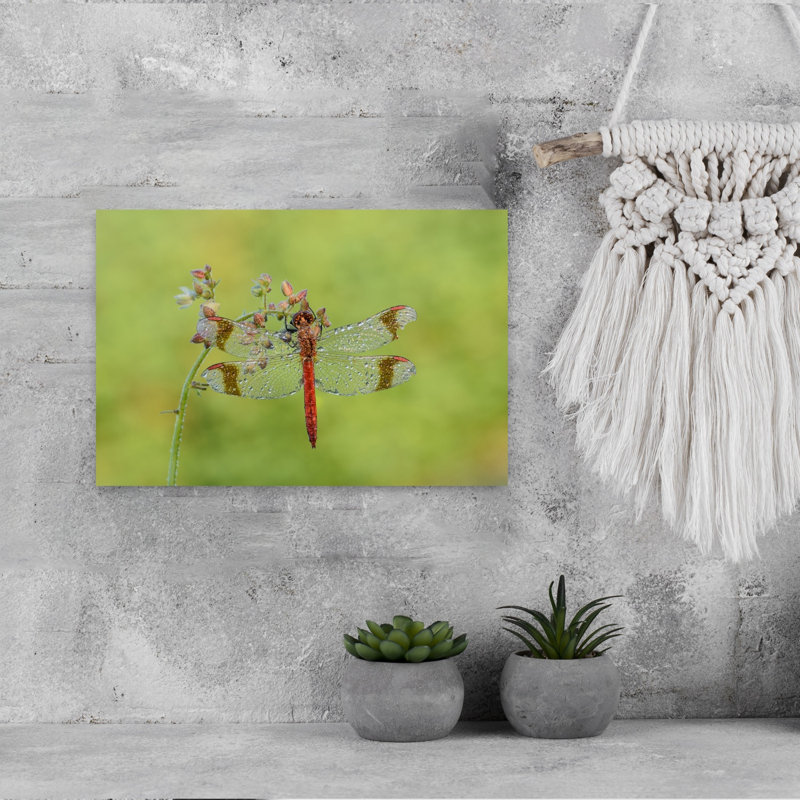 Morning Dew Dragonfly Delicate Peaceful Vibrant Dragonfly Flower Nature Wall Art Print 1 Piece Wrapped Canvas Wall Art