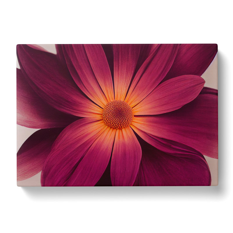 Harmonious Daisy Flower - Wrapped Canvas, 50cm H x 76cm W x 3cm D