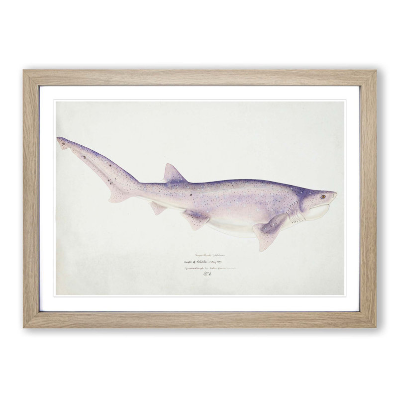 Illustration of a Tiger Shark by F.E. Clarke - Picture Frame Painting Print on MDF, 27cm H x 36cm W x 2cm D, Oak Framed
