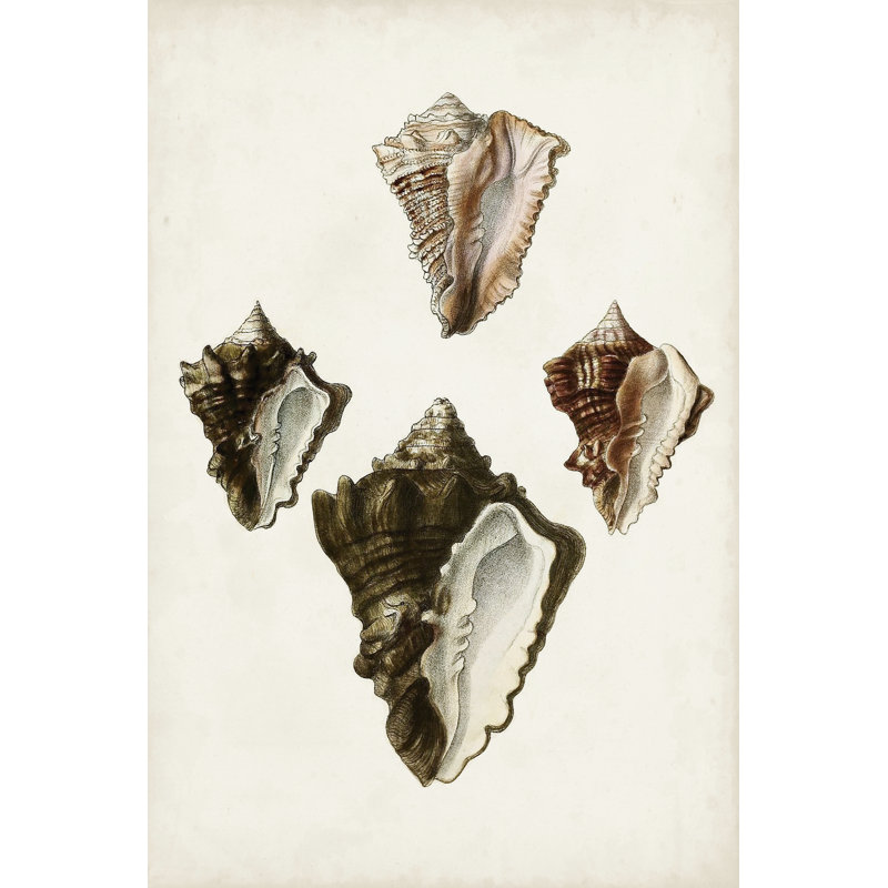 Sowerby Shells III by James Sowerby - Wrapped Canvas Print, 30cm H x 20cm W x 3.8cm D