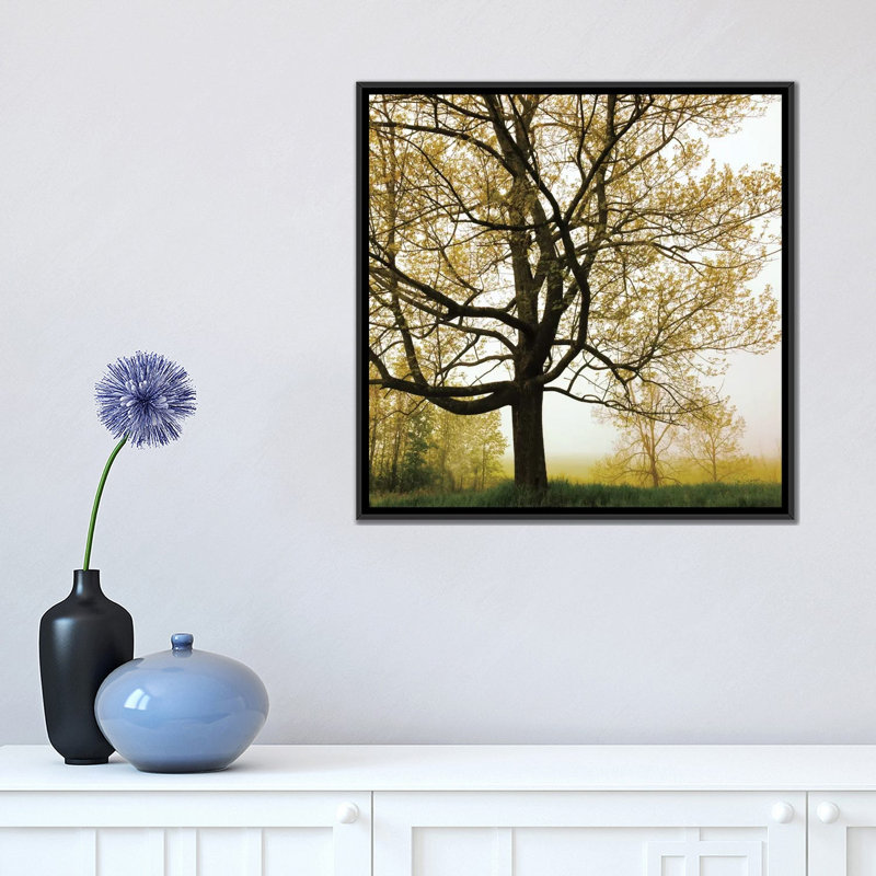 Arbre du matin, reproduction de photo sur toile tendue, H 18 po x l 18 po x P 1,5 po, Toile avec cadre noir
