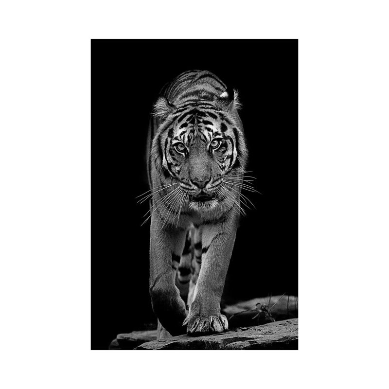 Whiskers In Black And White by David Whelan - Wrapped Canvas Gallery-Wrapped Canvas Giclée, 20.32 cm H x 30.48 cm W