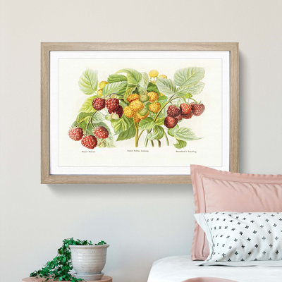 Vintage Illustration of Raspberries - Picture Frame Painting Print