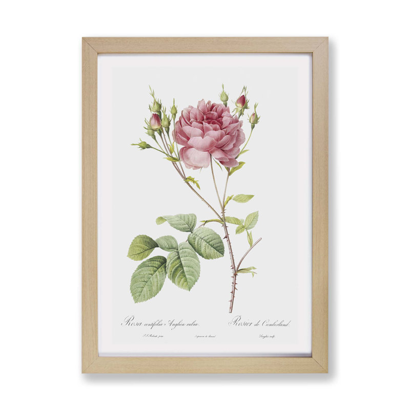 Cumberland Rose by Pierre-Joseph Redoute - Framed Print, 33cm H x 45cm W x 2cm D, Oak