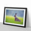 Lone Hare - Picture Frame Painting Print-55580576-55580579