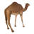 Grand-Scale Desert Camel Statue