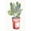 " Potted Succulent I " by Jennifer Paxton Parker Painting Print