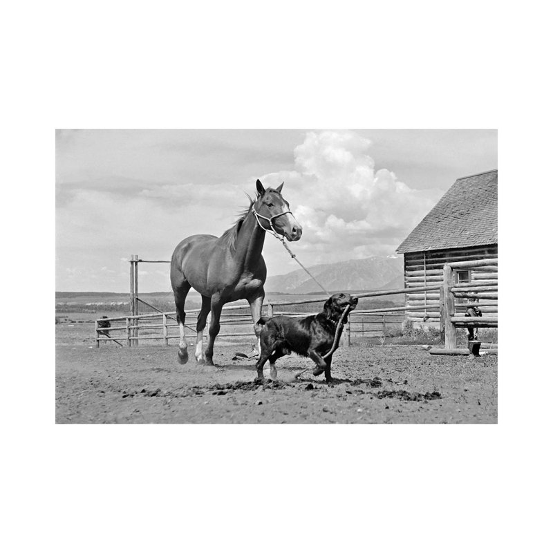 1950s-1960s Black Dog Leading Horse By Holding Rope Halter In His Mouth - Wrapped Canvas Print, 20.32 cm H x 30.48 cm W