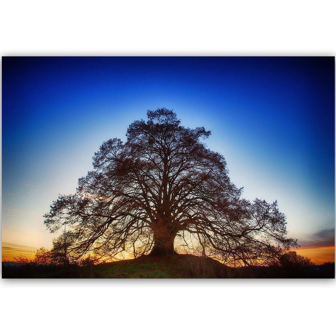 Leinwandbild Großer Baum in der Abenddämmerung