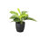 Live Lemon Lime Prayer Plant in Classic Pot
