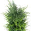 120cm Faux Cypress Topiary in Pot Liner