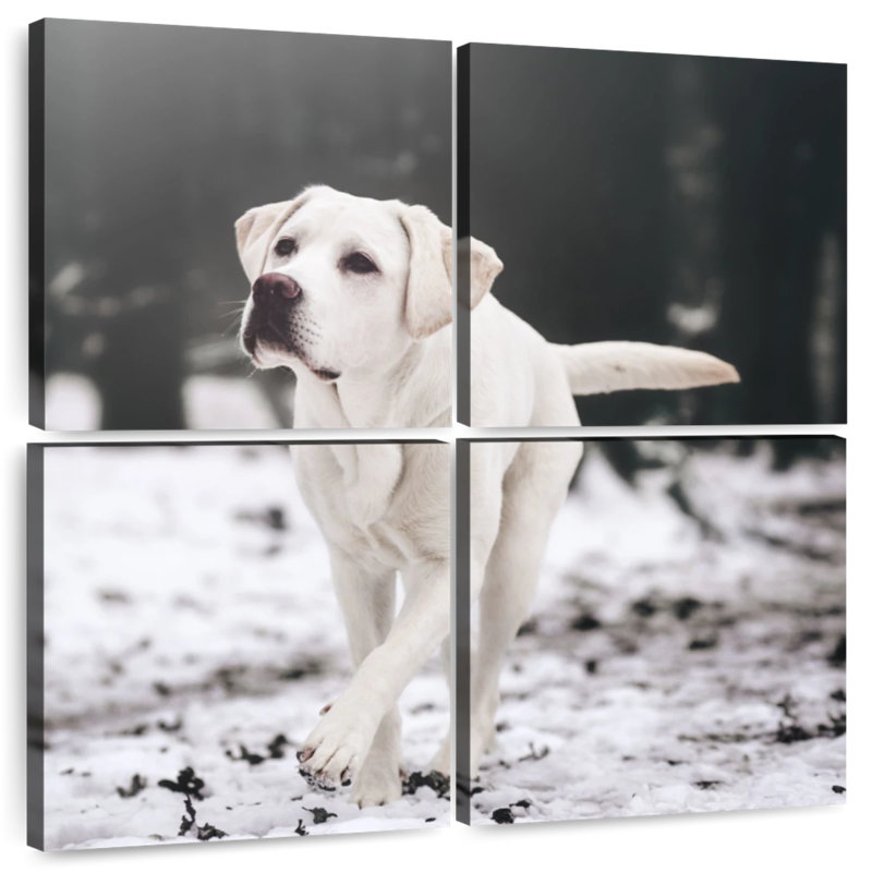 Brampt Labrador Retriever