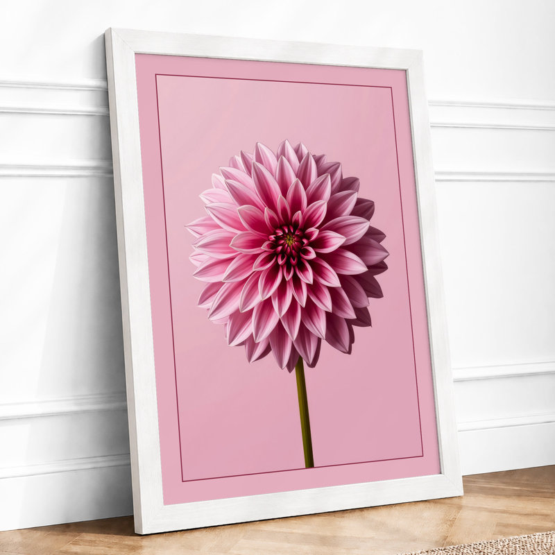 Dahlia in Bloom Botanical - Framed Print, A2 - 59.4 x 42.0 cm, White