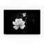 « white rose », reproduction de photo sur toile tendue-31971988