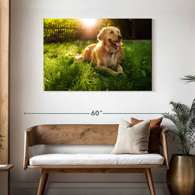 Golden retriever Brampt ensoleillé, H 30 po x l 45 po