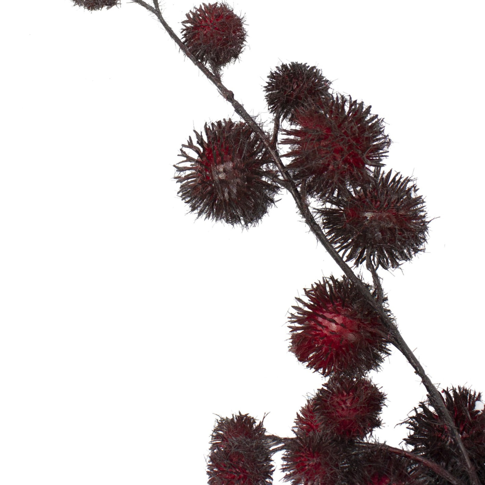 Weeping Thistle Stems