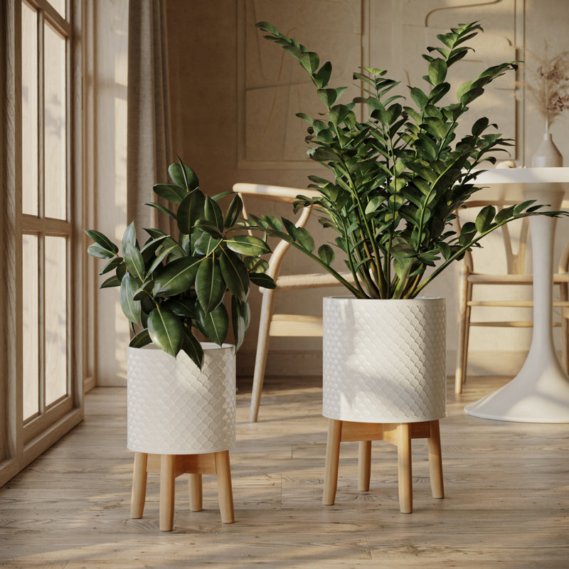 full grown money tree Money Tree | Indoor Plants
